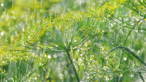 Inflorescence of Dill Under Rain