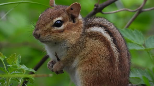 close up shot of a cute little chipmunk between the branches of a green bush