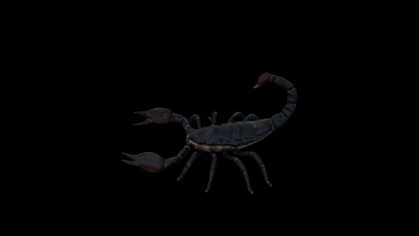Black Scorpion Attack Top