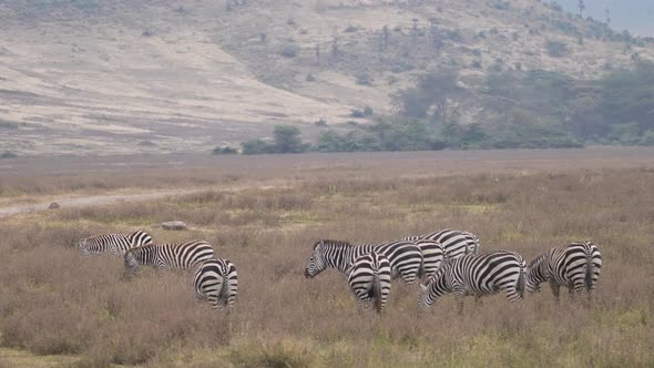 Wild zebras feeding. Ngorongoro National Park, Tanzania. Africa 4K.