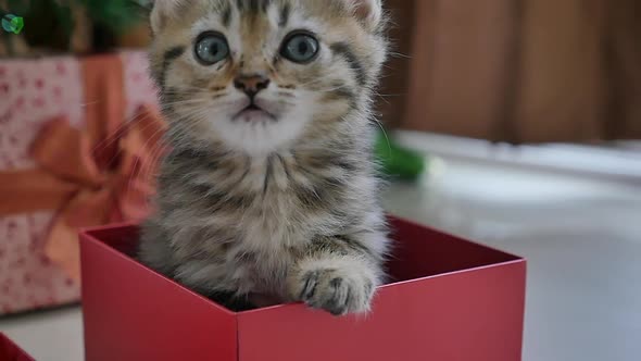 Cute Tabby Kitten Playing In A Gift Box With Christmas Decoration