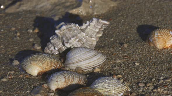 Shells washed with sea