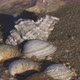 Shells washed with sea - VideoHive Item for Sale