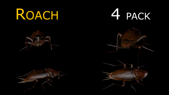 Cockroach - 4 Pack