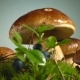 Mushroom Still Life with Ants - VideoHive Item for Sale