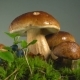 White Mushrooms Grow From Moss - VideoHive Item for Sale