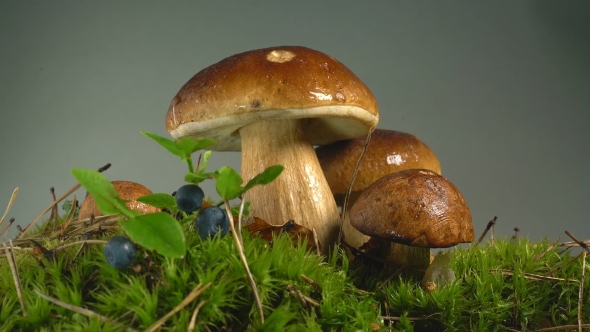 White Mushrooms Grow From Moss
