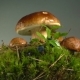 Ants Run Around Mushrooms and Moss. - VideoHive Item for Sale