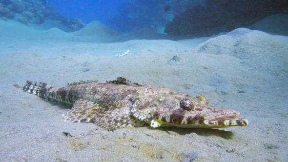 Tentacled Flathead in the Red Sea, Egypt