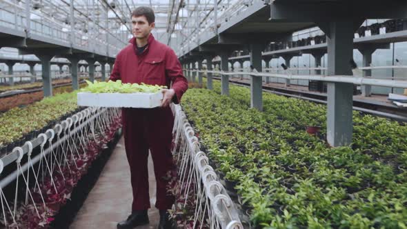 Portrait of a Male Worker in a Greenhouse with a Basket of Seedlings