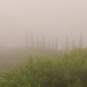 Mystical Fog Hides Trees - VideoHive Item for Sale