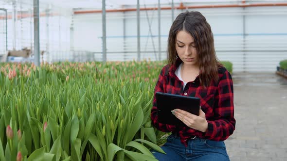 Florist Young Girl in a Redblack Shirt and Jeans Sits Near the Plants in a Greenhouse with Tulips