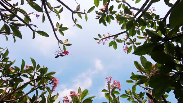 Frangipani Tree in Summer or Spring. B-Roll of Tropical Nature