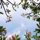 Frangipani Tree in Summer or Spring. B-Roll of Tropical Nature - VideoHive Item for Sale
