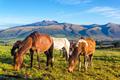 Horses in Rural Ecuador - PhotoDune Item for Sale