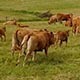 Bulls Running on the Field, Cows on Meadow - VideoHive Item for Sale