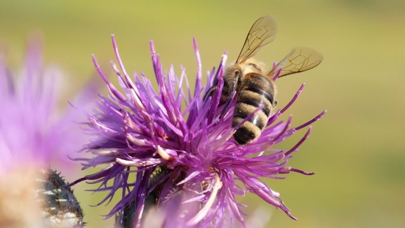 Bee Landing on Thistle Flower And Gather Nectar