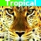 Tropical