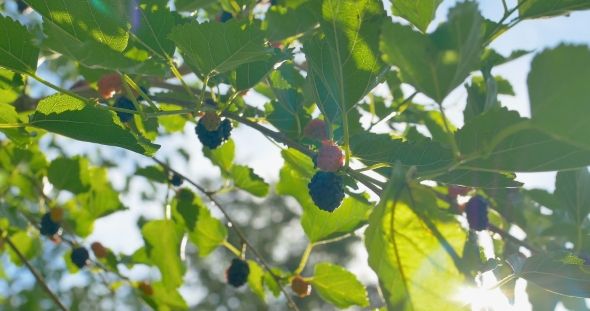 Fresh Mulberry Fruits on Branches of Red Mulberry Tree