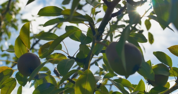 Pear Hanging on the Tree