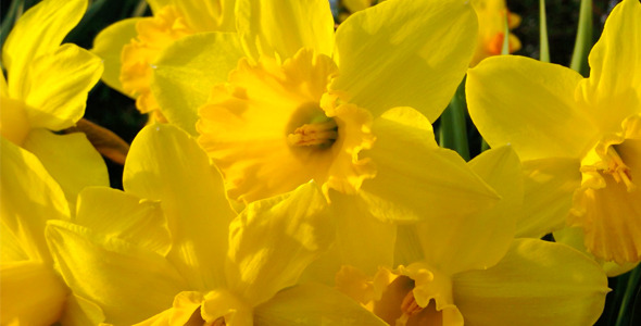 Daffodils In The Spring