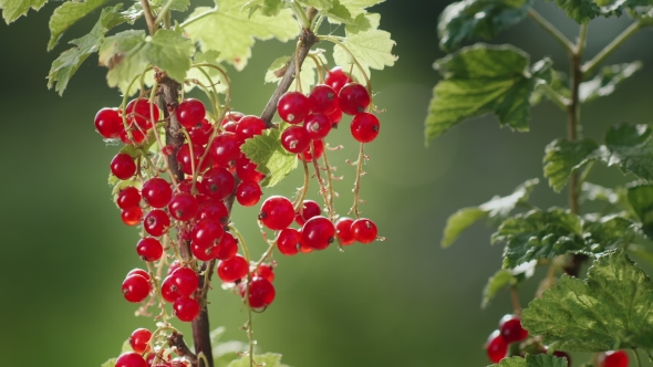 Red Currant Berries on a Clear Sunny Day. The Source of Vitamins