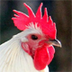 Rooster 1