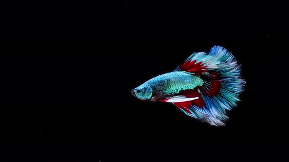 Blue and red color Siamese fighting fish