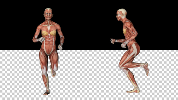 Female Muscular System - Run Animation alt