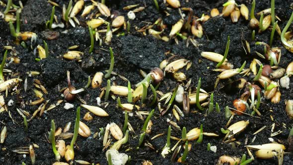 Timelapse of Green Grass Growth Close Up