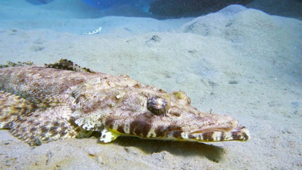 Tentacled Flathead in the Red Sea, Egypt