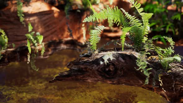 Tropical Golden Pond with Rocks and Green Plants alt