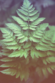 fern leaf full screen - PhotoDune Item for Sale