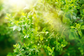 green fresh foliage - PhotoDune Item for Sale