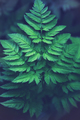 fern leaf full screen - PhotoDune Item for Sale