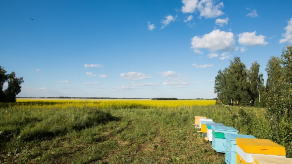Apiary and Flying Bees on Blossom Yellow Field