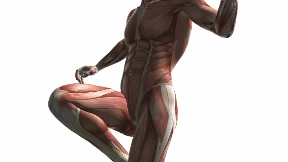 Human Muscle Anatomy alt