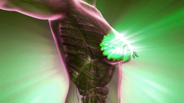 Human Body with Visible Glow Mammary Gland alt