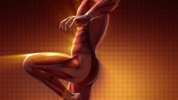 Human Muscle Anatomy alt