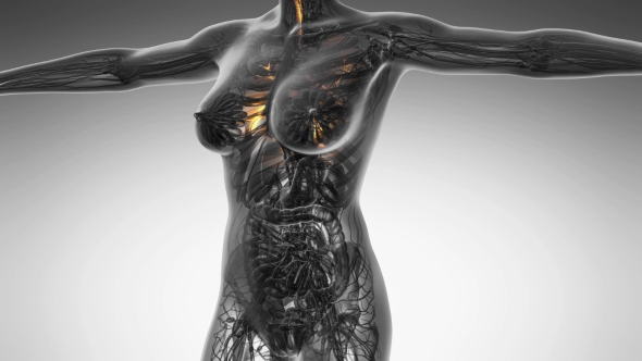 Human Body with Visible Lungs alt