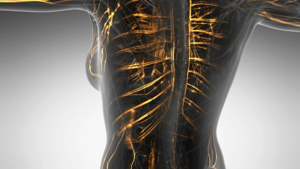 Human Body with Glow Blood Vessels alt