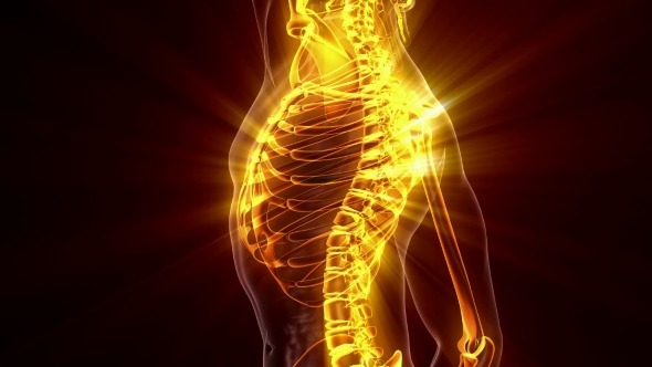 Human Body with Visible Skeletal Bones alt