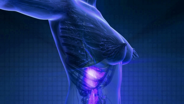 Human Body with Visible Digestive System alt