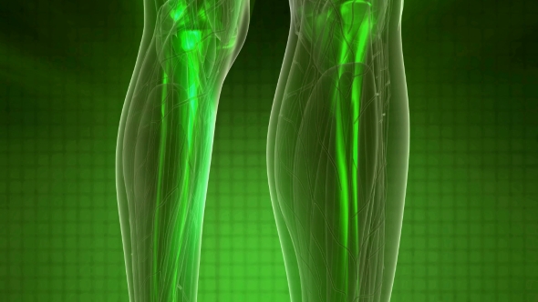 Human Body with Visible Skeletal Bones alt