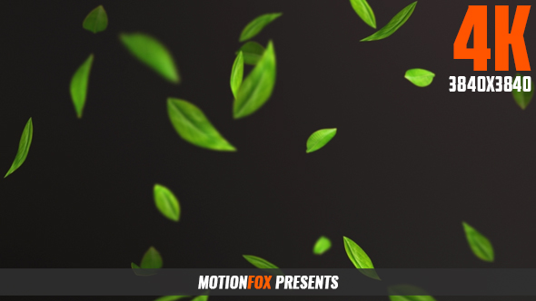 Falling Leaf 4K alt