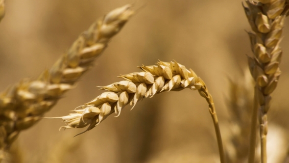 Wheat Close-up