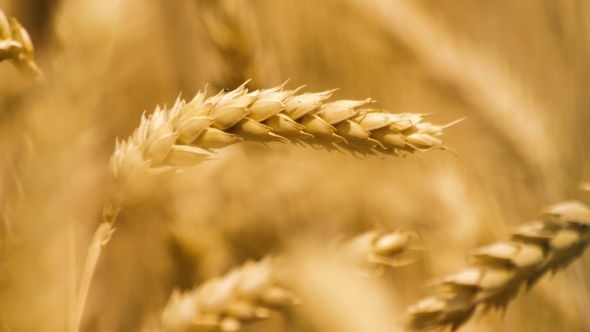 Wheat ears close-up