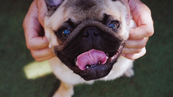 A Man Scratches His Pug-Dog