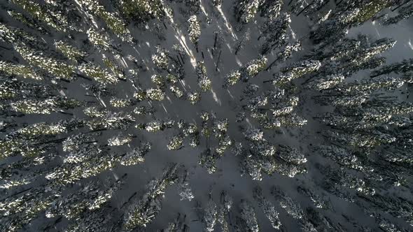 Drone Flying Over Snowy Trees In Winter Mountain Landscape alt
