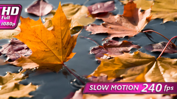 Autumn Sunny Leaf Fall alt